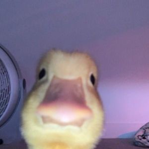 Meet your Posher, Chun